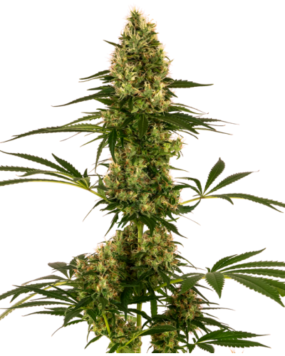 Blue Bullet • Autoflower