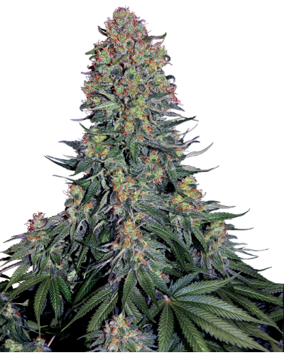 Blue Skunk • Gefeminiseerd