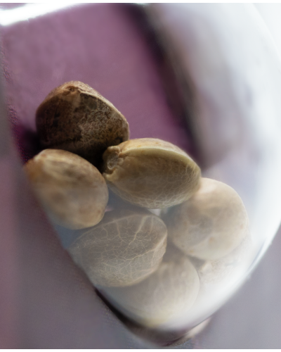 Blue Skunk • Gefeminiseerd