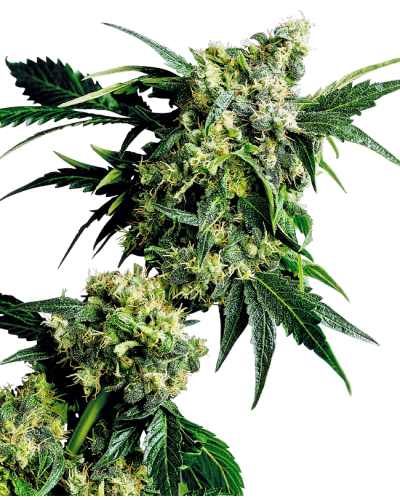 Mr. Nice G13 x Hashplant • Standaard