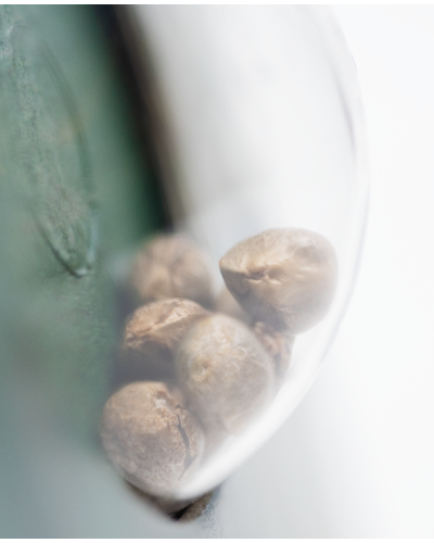 Mr. Nice G13 x Hashplant • Standaard