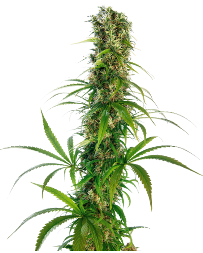 Michka Ltd© • Standaard