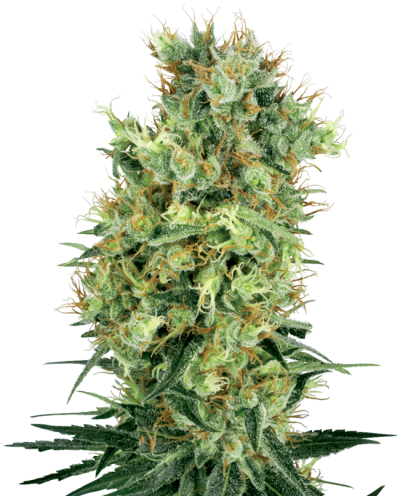 Cali Orange Bud • Standaard