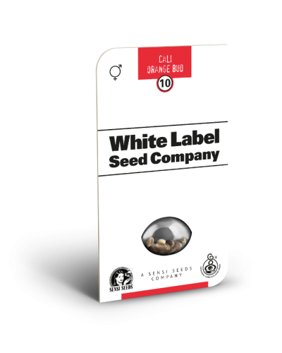 Cali Orange Bud • Standaard