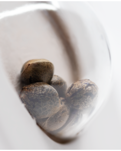 Cali Orange Bud • Standaard