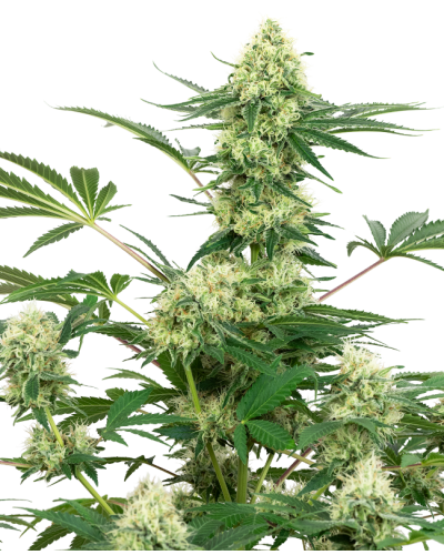 Wedding Cheesecake • Gefeminiseerd