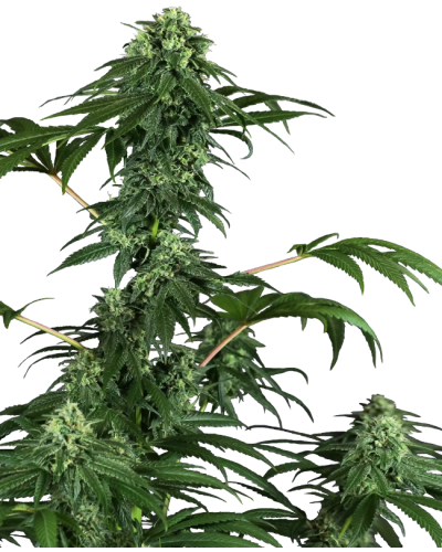 420 Punch • Gefeminiseerd