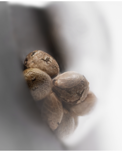 420 Punch • Gefeminiseerd