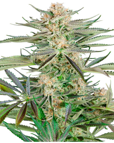 Screwdriver OG • Gefeminiseerd