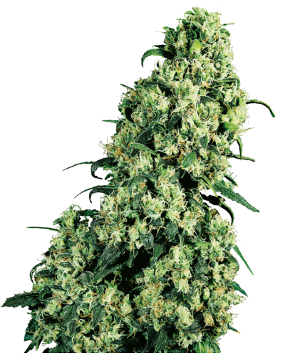 Skunk No1 • Gefeminiseerd