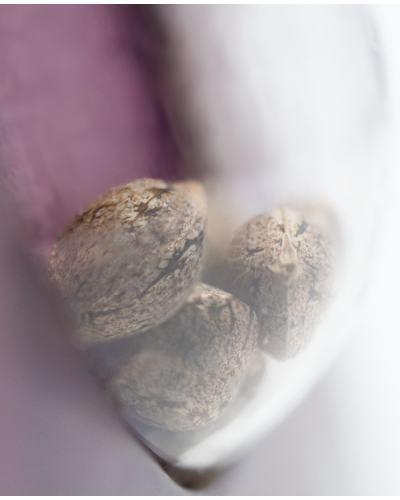 Skunk No1 • Gefeminiseerd