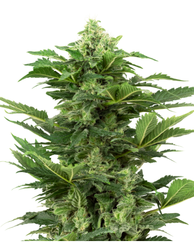 Afghan Pearl CBD • Autoflower