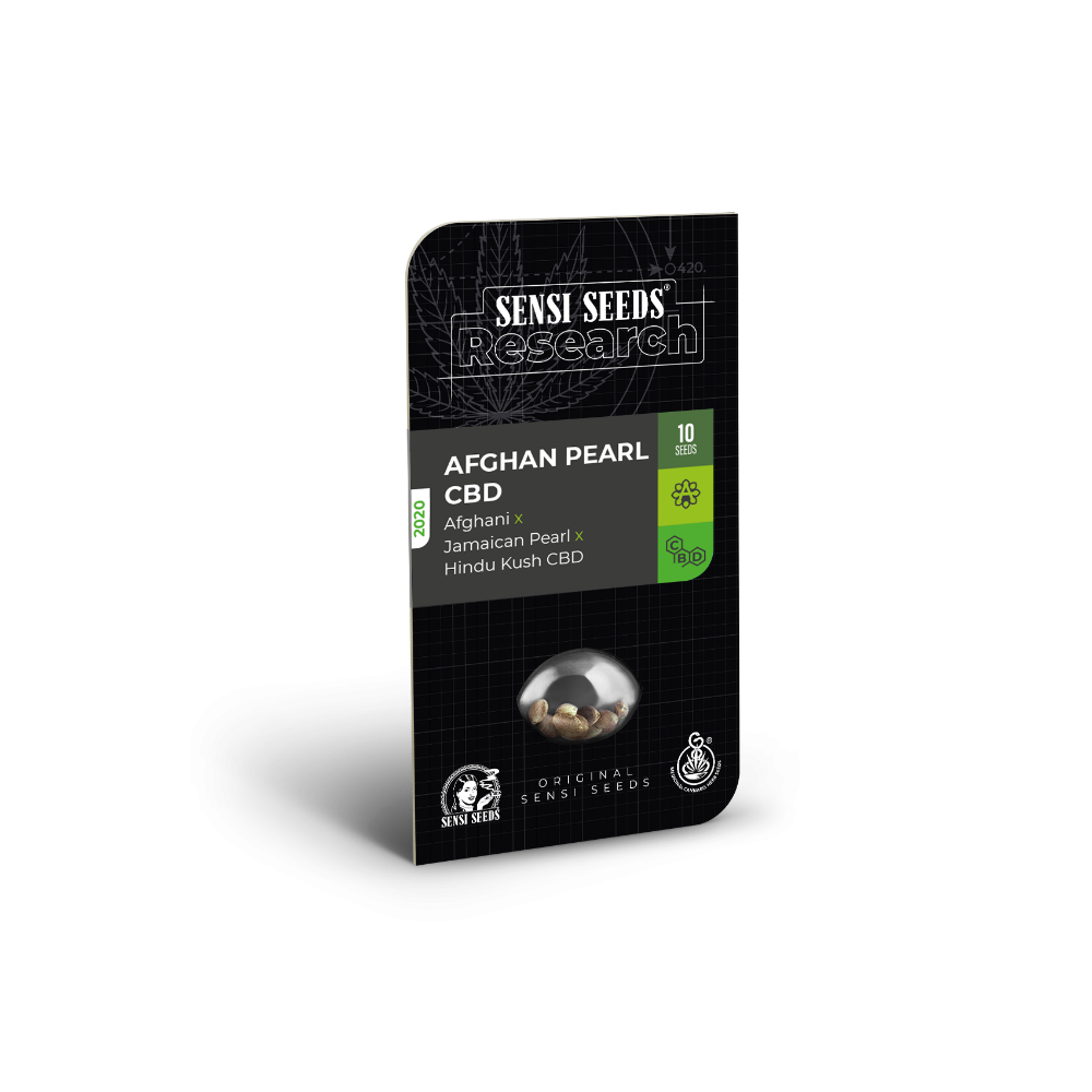 Afghan Pearl CBD • Autoflower