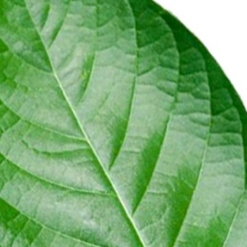 Green Kratom