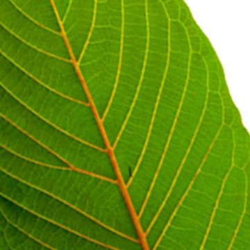 Red Kratom