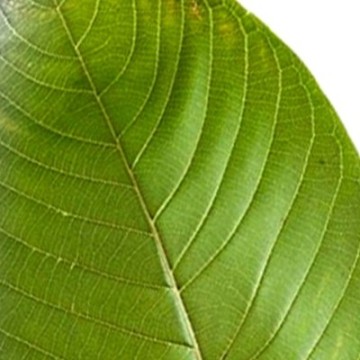 White Kratom