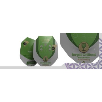 FlyingDutchmen Semillas Autoflorecientes – Cultivar Rápido y Fácil