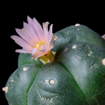 FlyingDutchmen: Unicos cactus de mescalina (Peyote & San Pedro)