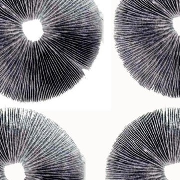 Esporas de hongos alucinógenos & Cultivo líquido