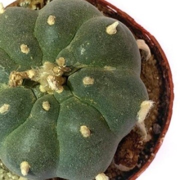 Peyote