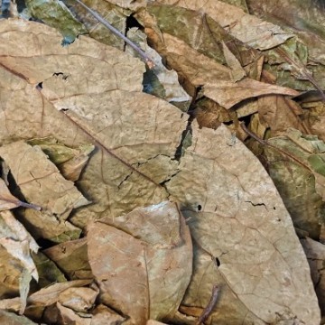 Order Chaliponga Online | Next Level Ethnobotanicals Shop