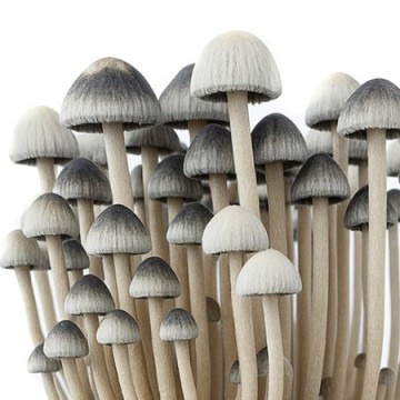 Copelandia Growkits – Cultivar setas en casa