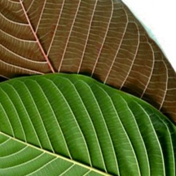 Yellow Kratom