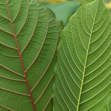 Kratom