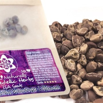 Baby Hawaiian Woodrose