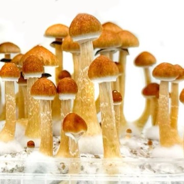 Cubensis Paddo Growkits